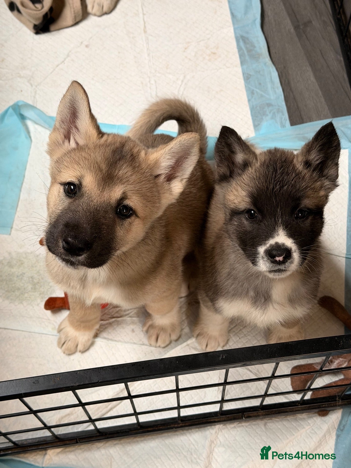 Akita dogs American Akita Puppies (Ready to leave) - Advert 3