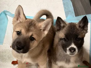Akita dogs American Akita Puppies (Ready to leave) - Advert 3