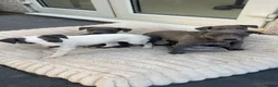 Whippet dogs for sale: Stunning kc whippet puppy’s  - Advert 8