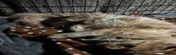 Maine Coon cats for sale: Majestic Fire Maine Coon Kittens - Advert 4
