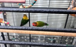 Lovebirds birds for sale: Love Birds Male & Female - Image 4