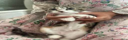 Mixed Breed cats for sale: Beautiful mixed kittens in Manchester - Advert 6