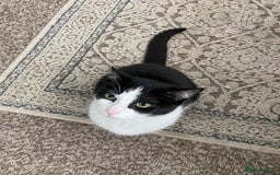 Turkish Van cats for sale: Turkish van cat  - Advert 1