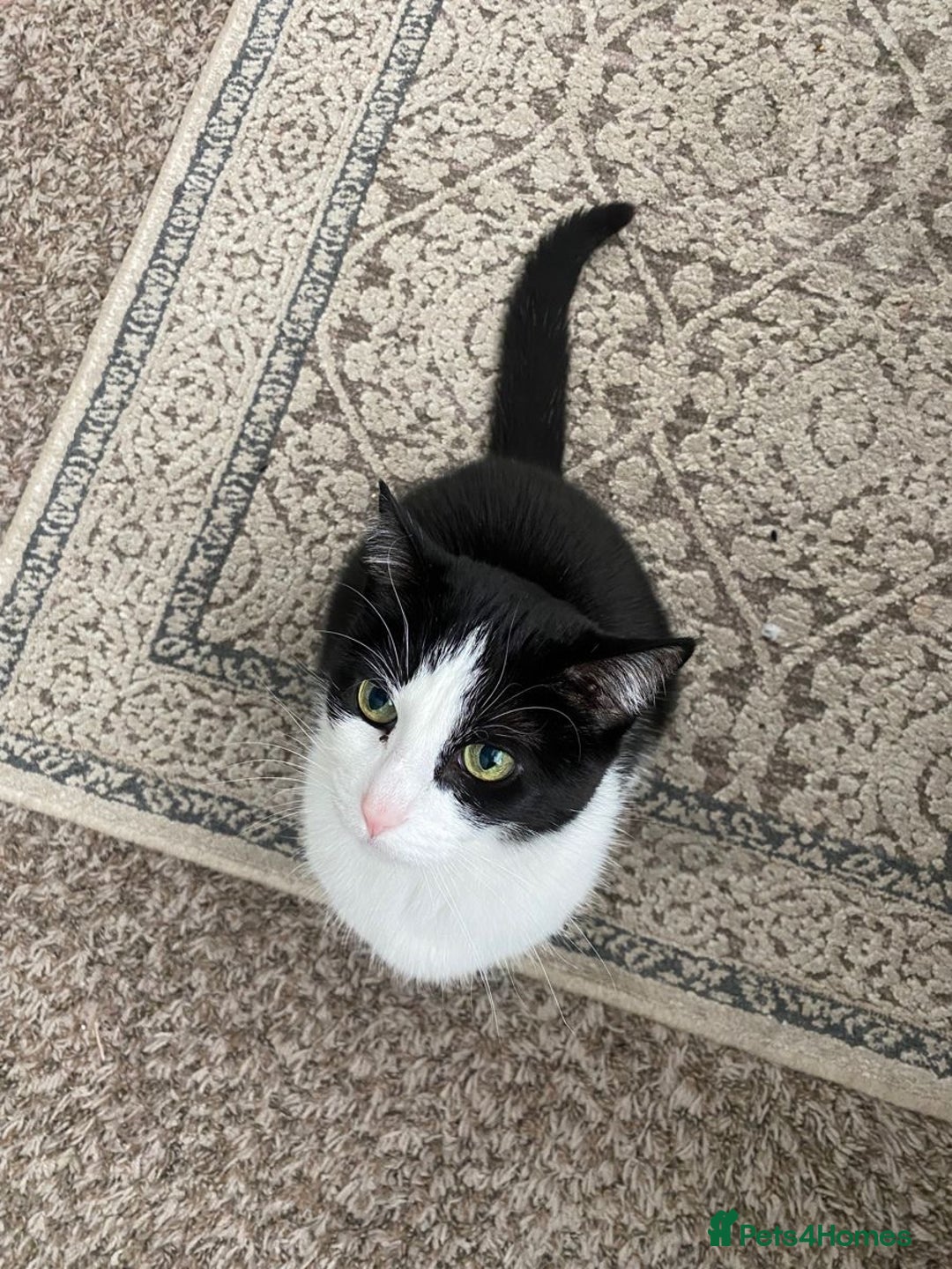 Turkish Van cats for sale: Turkish van cat  - Advert 1