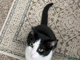 Turkish Van cats Turkish van cat - Advert 1