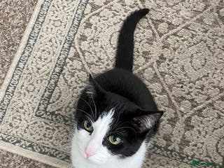 Turkish Van cats Turkish van cat - Advert 5