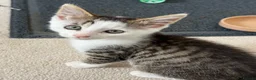 Domestic Shorthair cats for sale: 1/4 Maine Coon and 3/4 Domestic Shorthair - Advert 2