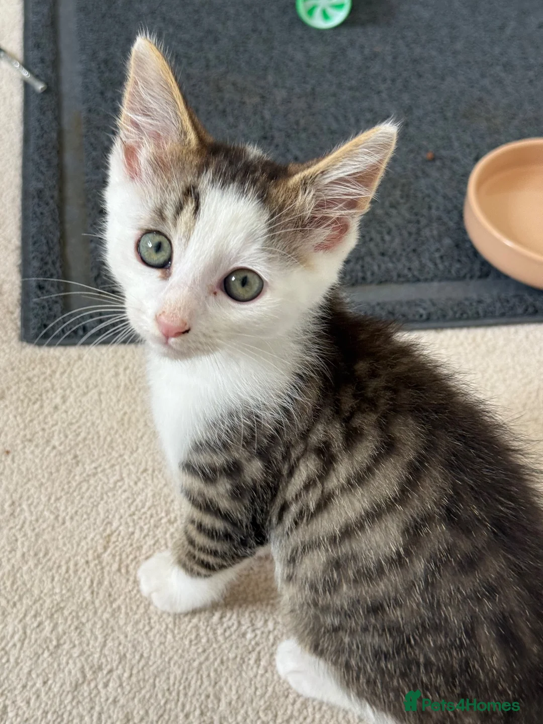 Domestic Shorthair cats for sale: 1/4 Maine Coon and 3/4 Domestic Shorthair - Advert 2