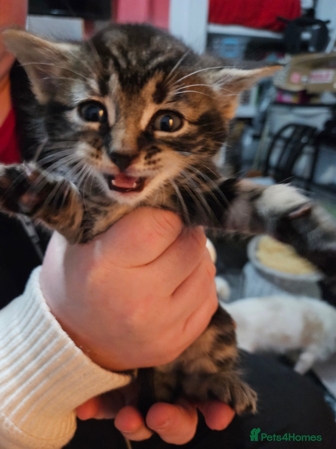 Mixed Breed cats for sale: Tabby kittens  - Advert 4