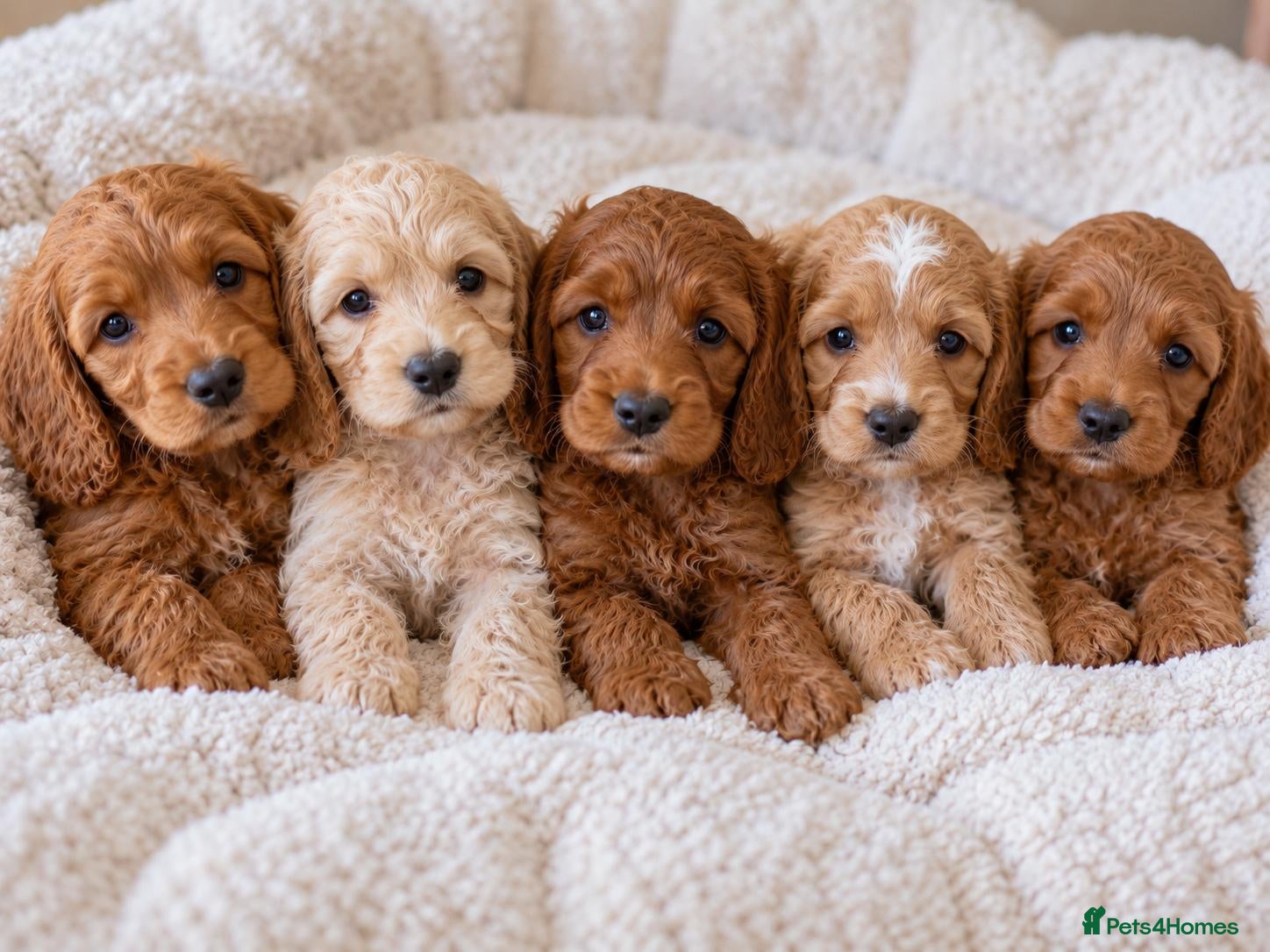Cockapoo dogs F1 Toy Red Cockapoo Puppies - Advert 1
