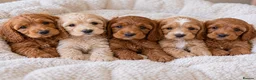 Cockapoo dogs for sale: F1 Toy Red Cockapoo Puppies - Advert 1