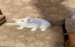 Siberian cats for sale: Siberian Male Kitten for Sale in London - Image 3
