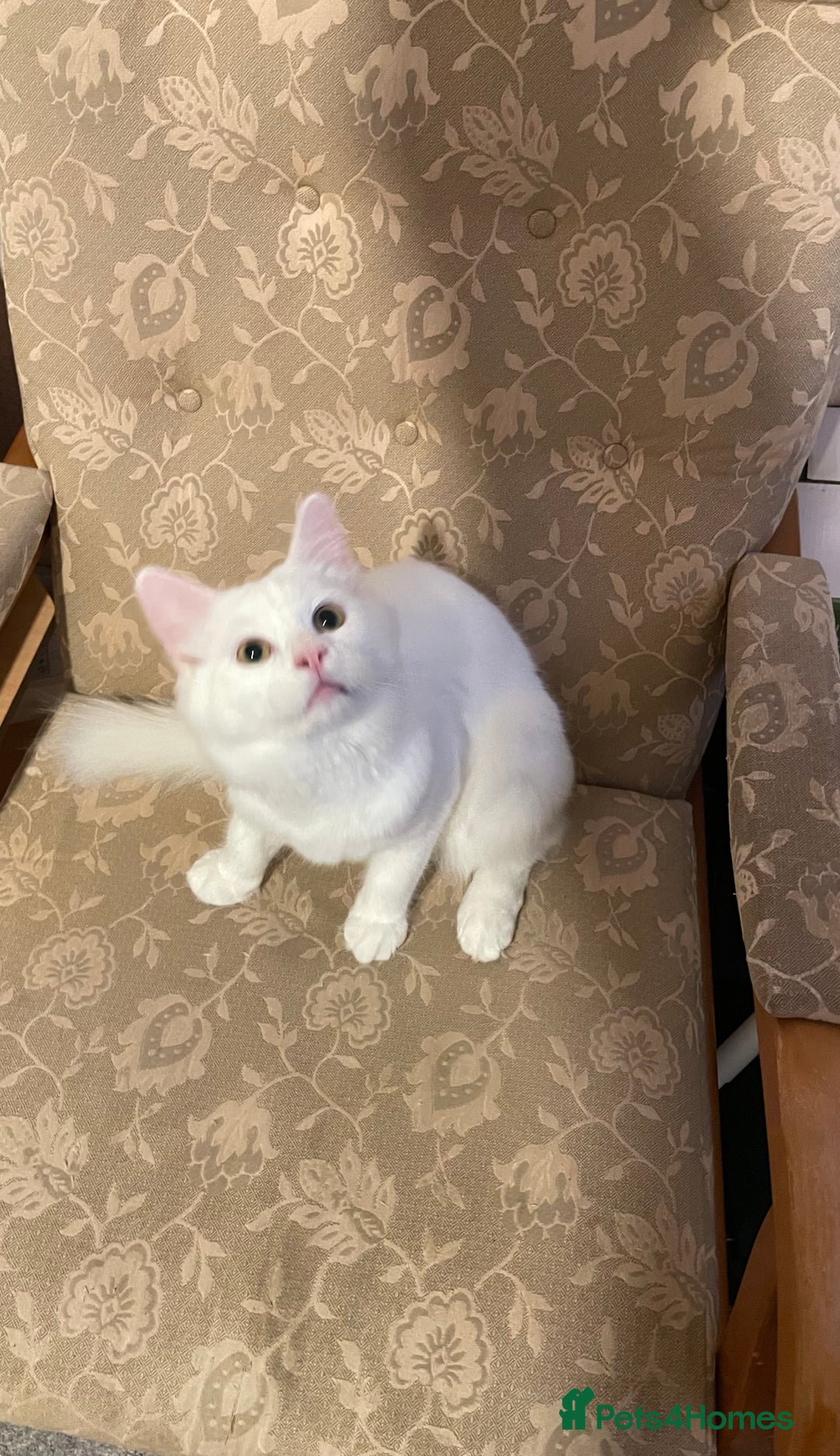 Siberian cats for sale: Siberian Male Kitten for Sale in London - Image 3