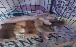 Mixed Breed dogs for sale: Puppy's forsale - Image 6
