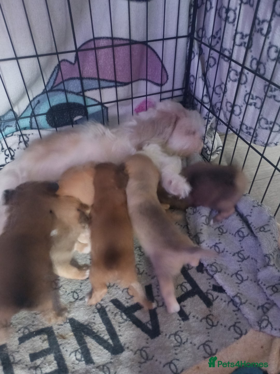 Mixed Breed dogs for sale: Puppy's forsale - Image 6