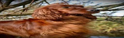 Irish Setter dogs for sale: Gorgeous Irish Setter Pups - Boys available KC - Advert 14