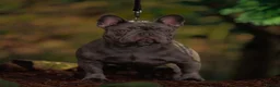 French Bulldog dogs for stud: French Bulldog Stud 🔥 The Next Generation - Advert 10