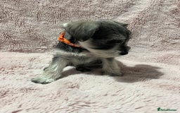 Miniature Schnauzer dogs for sale: KC Beautiful miniature Schnauzers  - Image 9