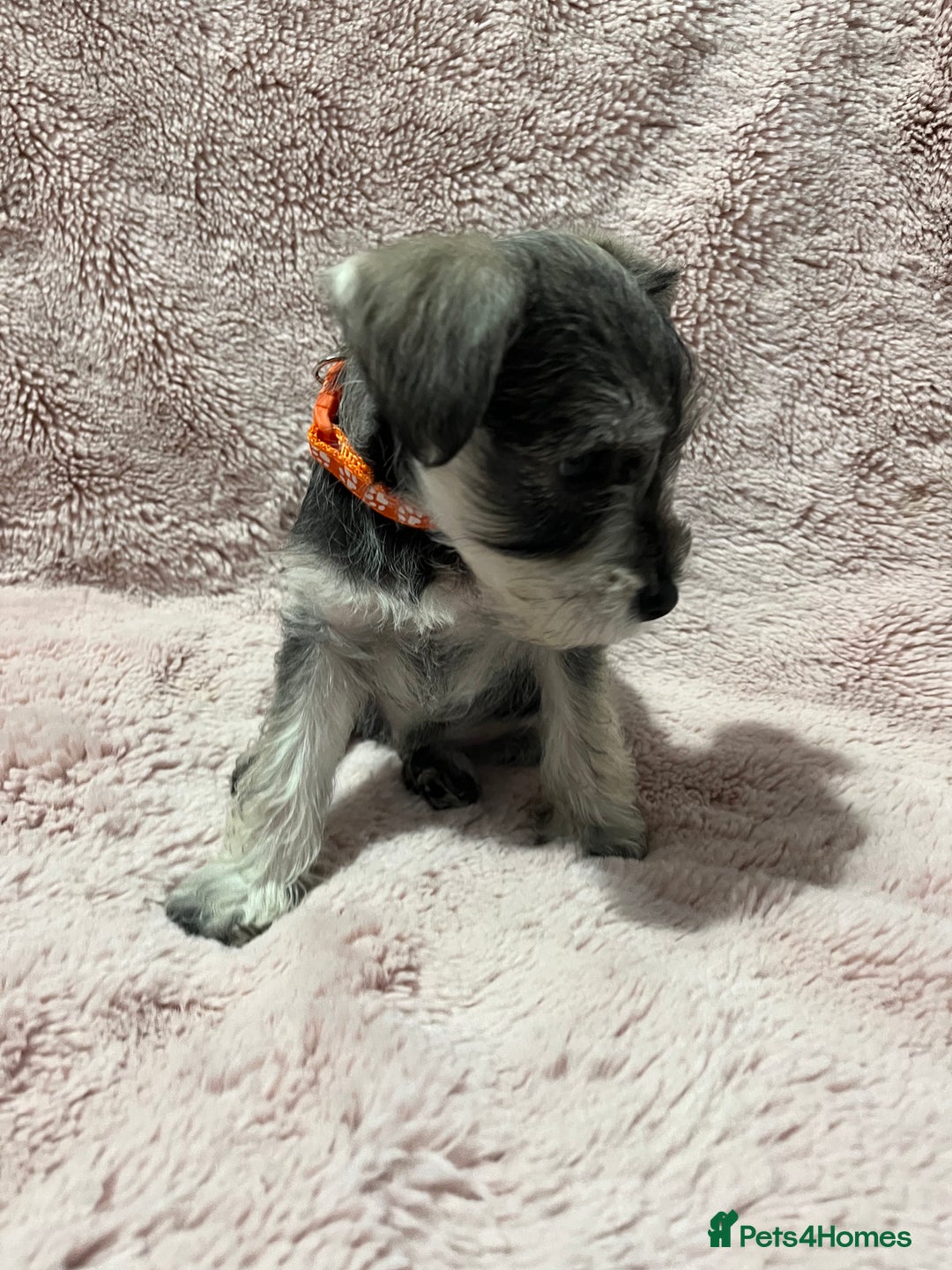 Miniature Schnauzer dogs for sale: KC Beautiful miniature Schnauzers  - Image 9