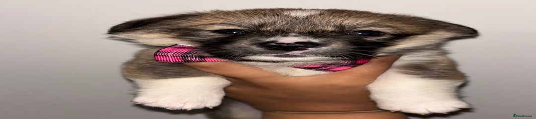 Welsh Corgi Pembroke Puppy 4