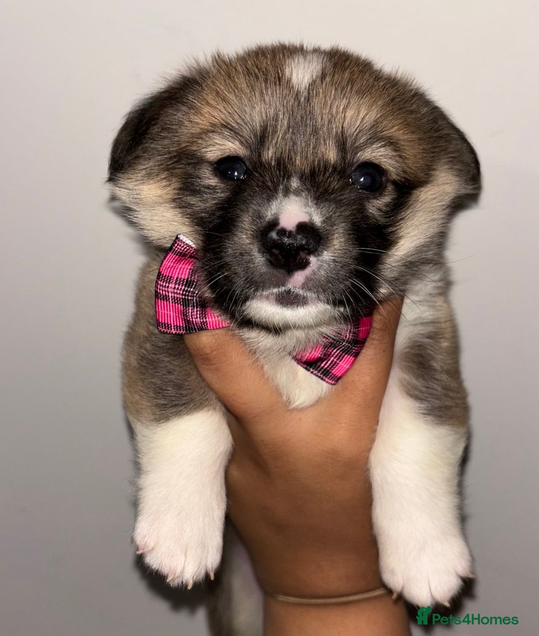 Welsh Corgi Pembroke dogs for sale: Welsh Pembroke corgis  - Image 13