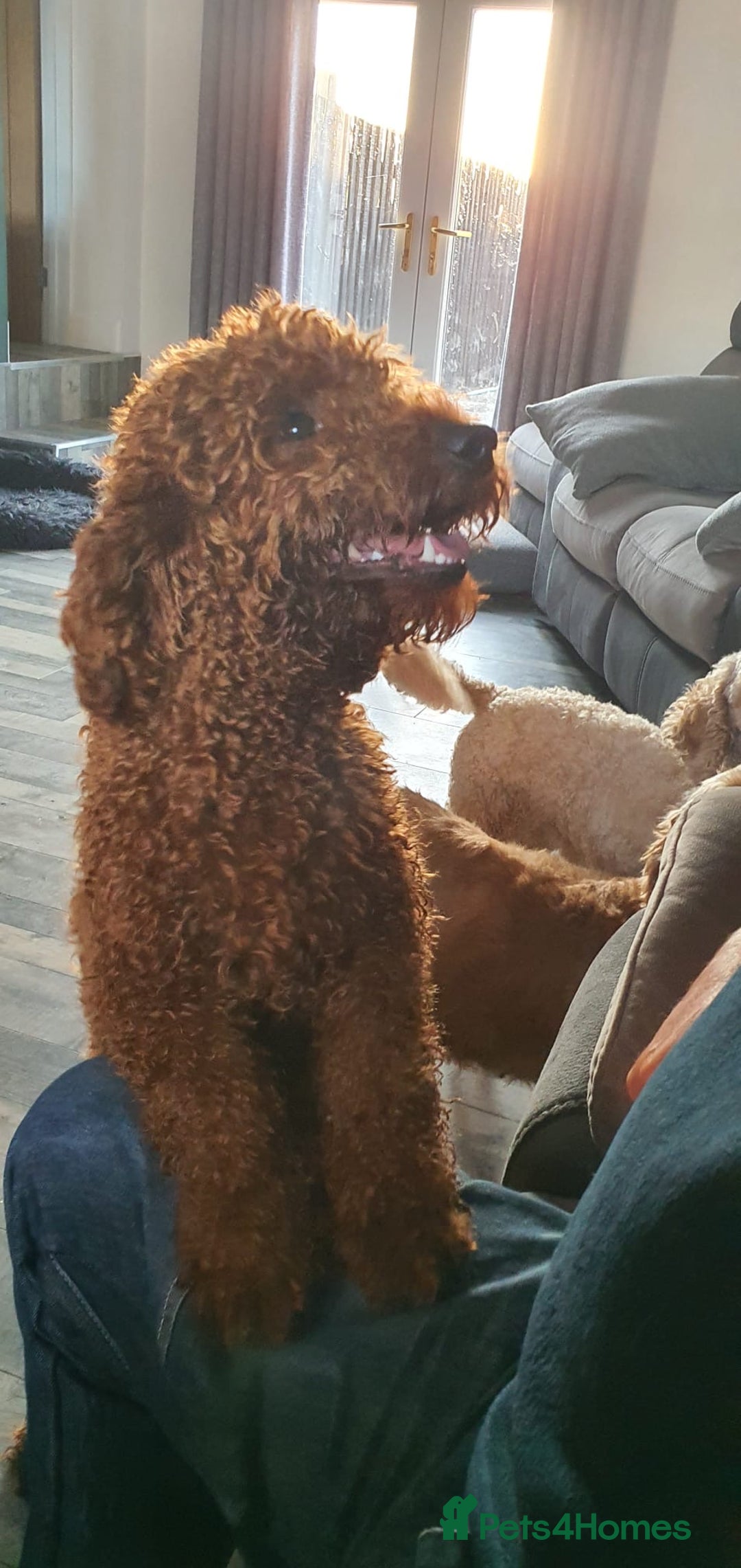 Cockapoo dogs for sale: Fox Red cockapoos for sale  - Advert 8