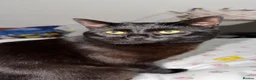 Domestic Shorthair cats for sale: Bandit – Cat Looking for a Loving Home - Advert 5
