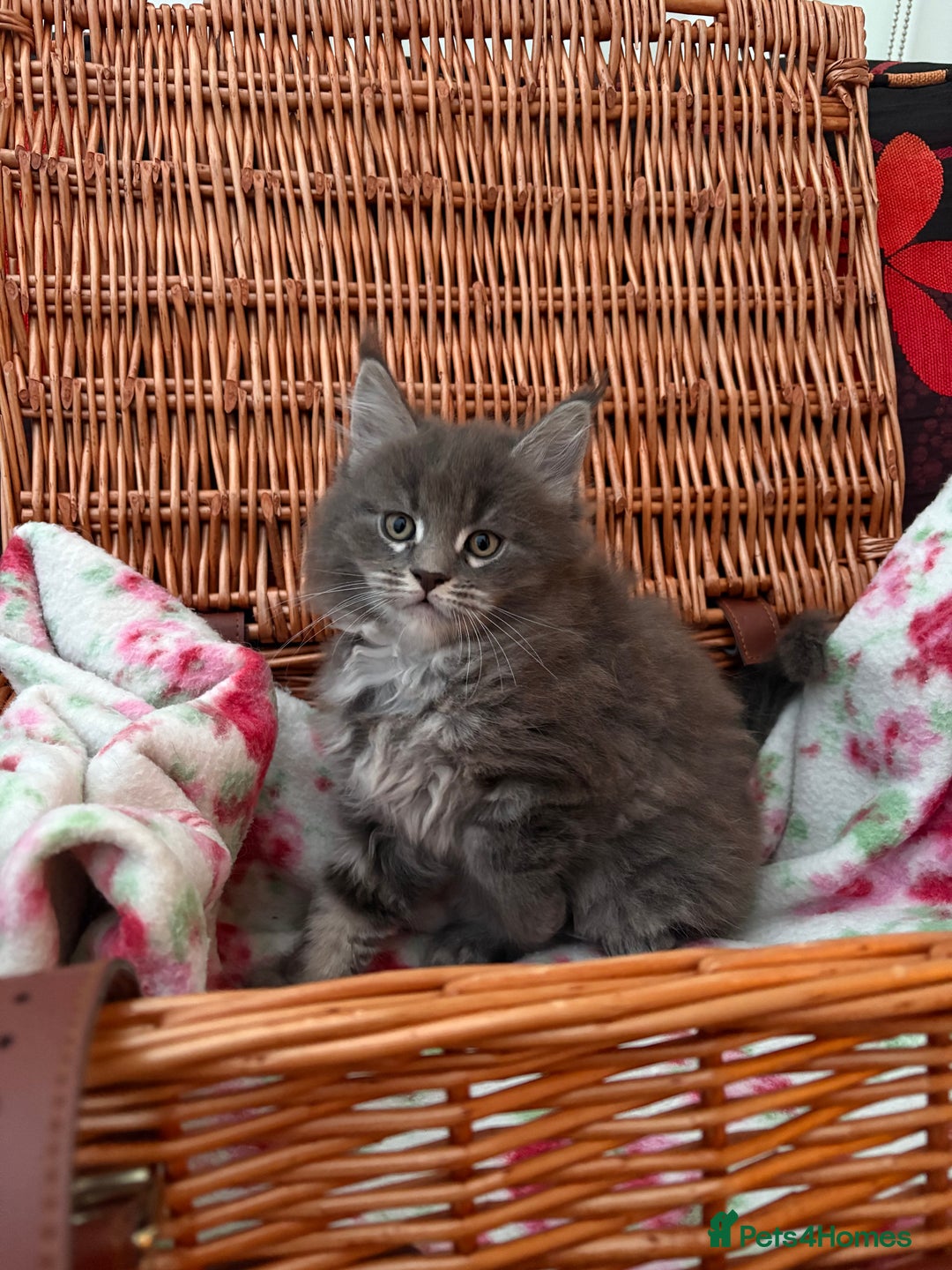 Maine Coon cats for sale: Maine Coon kittens  - Advert 6