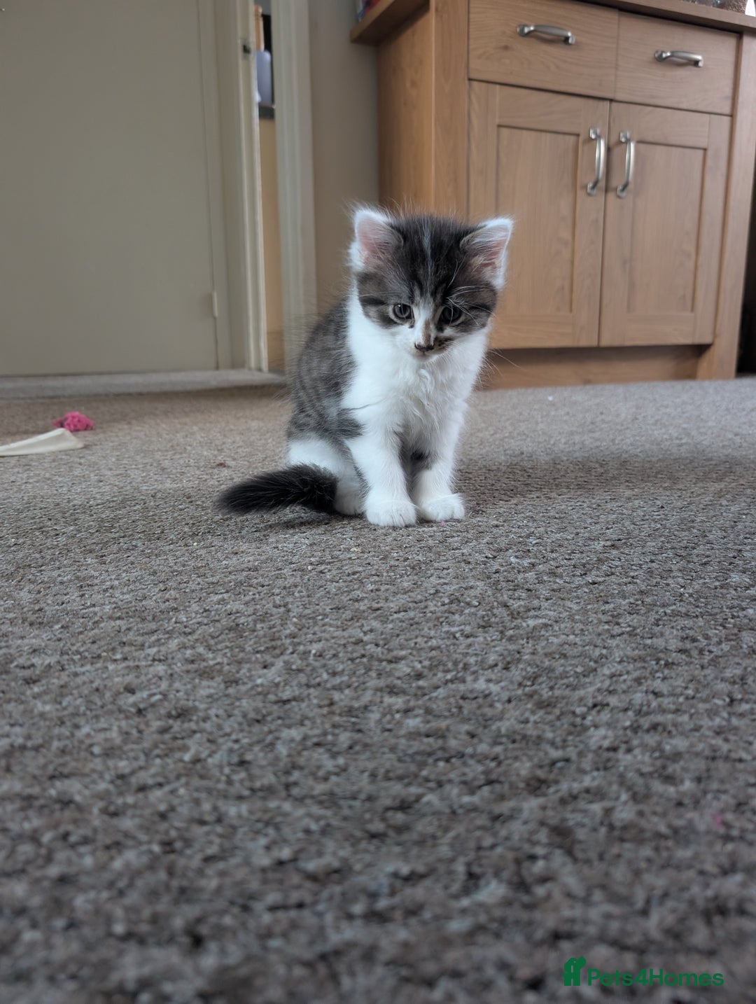 Mixed Breed cats for sale: 4 beautiful kittens for sale  - Image 20