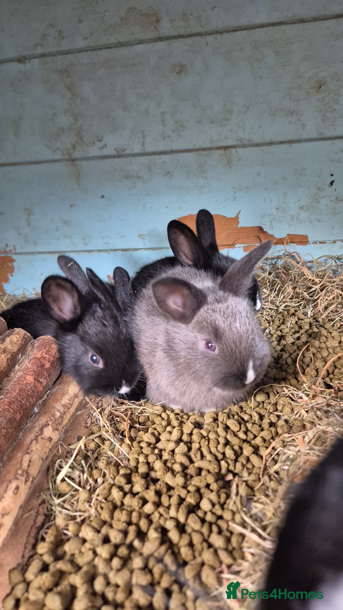 New Zealand rabbits Rabbits - Advert 4