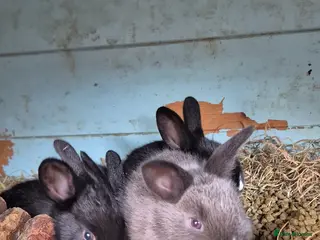 New Zealand rabbits Rabbits - Advert 3