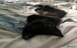 Mixed Breed cats for sale: Male black kitten - ready now - Image 11