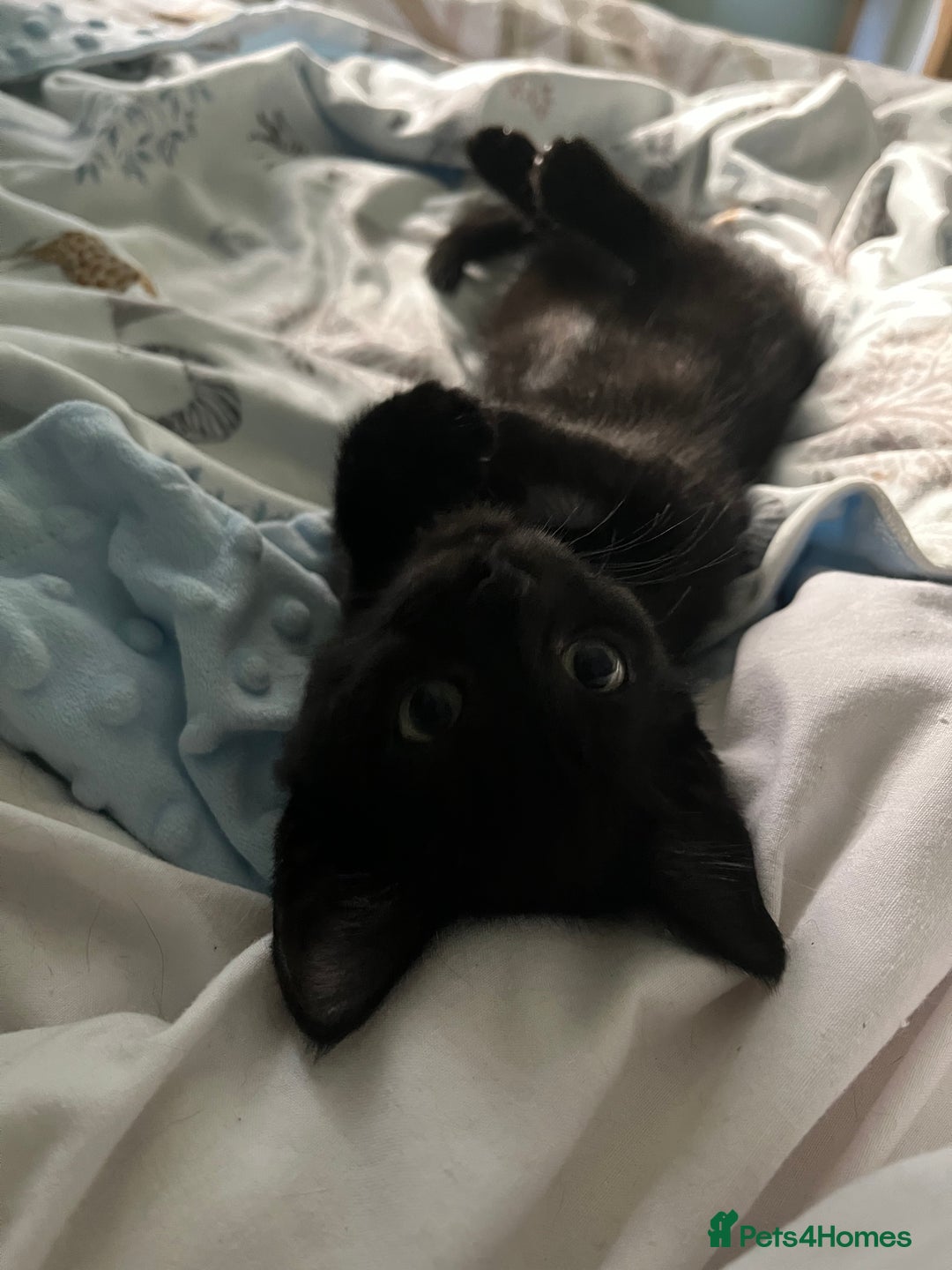 Mixed Breed cats for sale: Male black kitten - ready now - Image 11