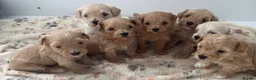 Maltipoo dogs for sale: SEE ALL OUR PUPPIES ON INSTA. OAKWELL RETRIEVERS  - Advert 25