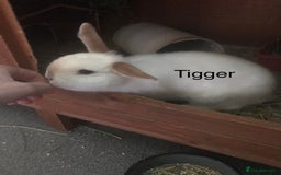 Mini Lop rabbits for sale: Adult Mini Lop Bunnies Available For Rehoming - Image 6