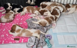 Cavalier King Charles Spaniel dogs for sale: READY NOW Fully health tested included MRI scan  - Image 25
