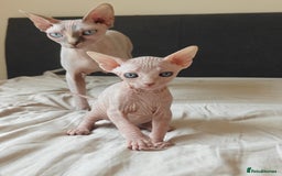 Sphynx cats for sale: Pedigree Sphynx Kitten in Bedford - Image 20