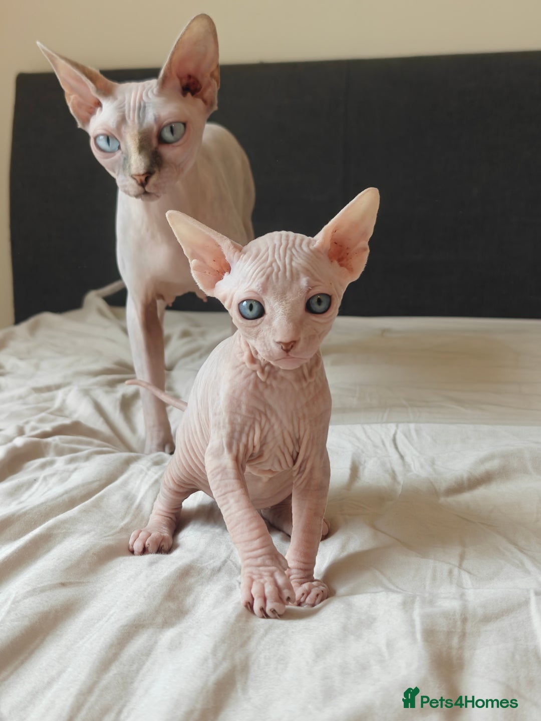 Sphynx cats for sale: Pedigree Sphynx Kitten in Bedford - Image 20