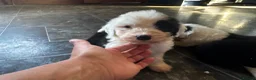 Old English Sheepdog dogs for sale: Fully health tested, KC registered OES - Advert 10