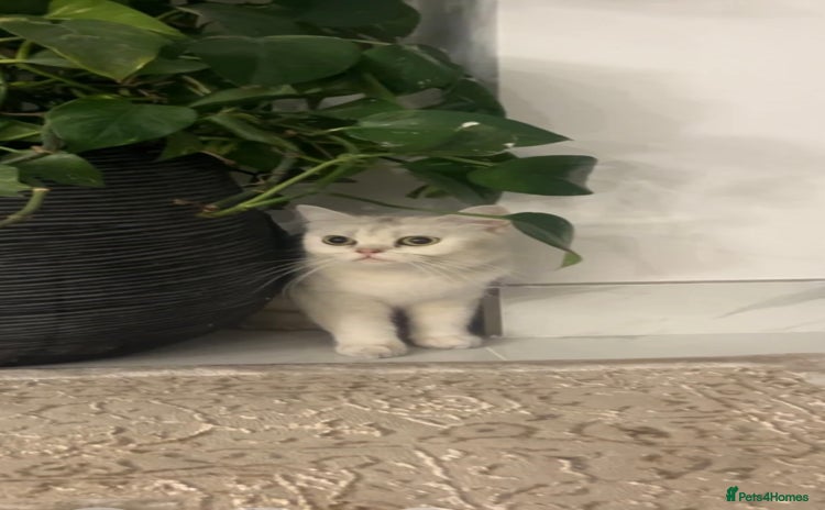 British Shorthair cats - Advert 1