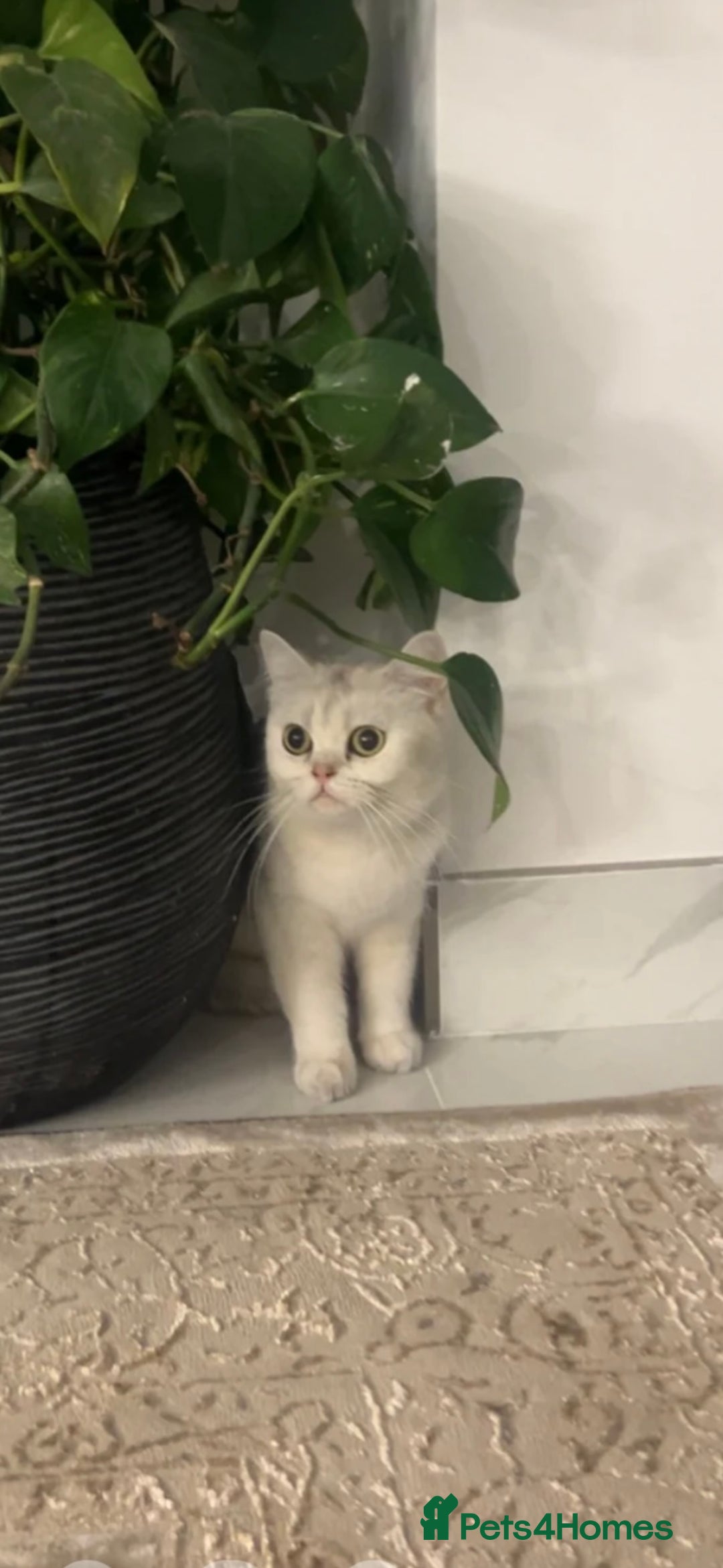 British Shorthair cats for sale: Female British shorthair - Image 1
