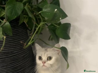 British Shorthair cats - Advert 5