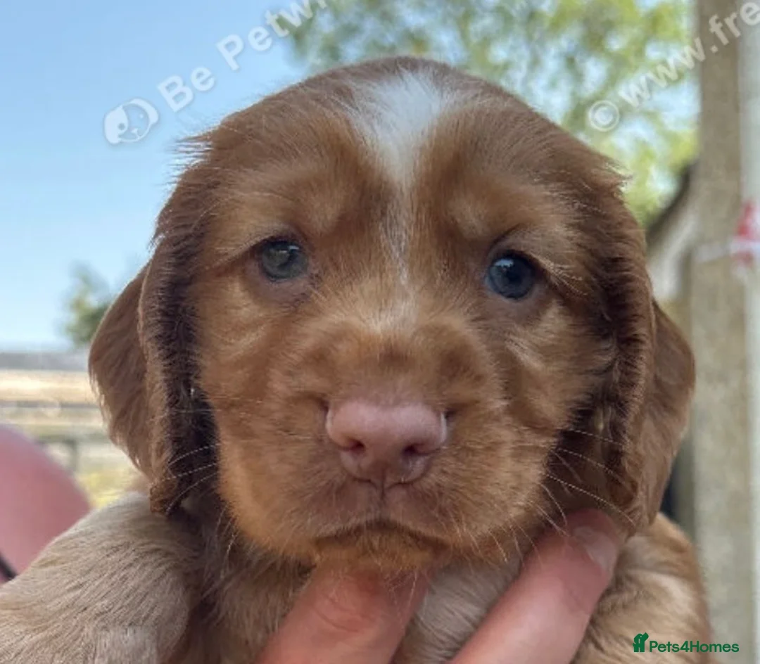 Sprocker dogs for sale: Gorgeous Sprocker puppies - Advert 2