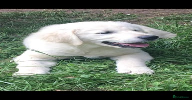 Golden Retriever dogs - Advert 4