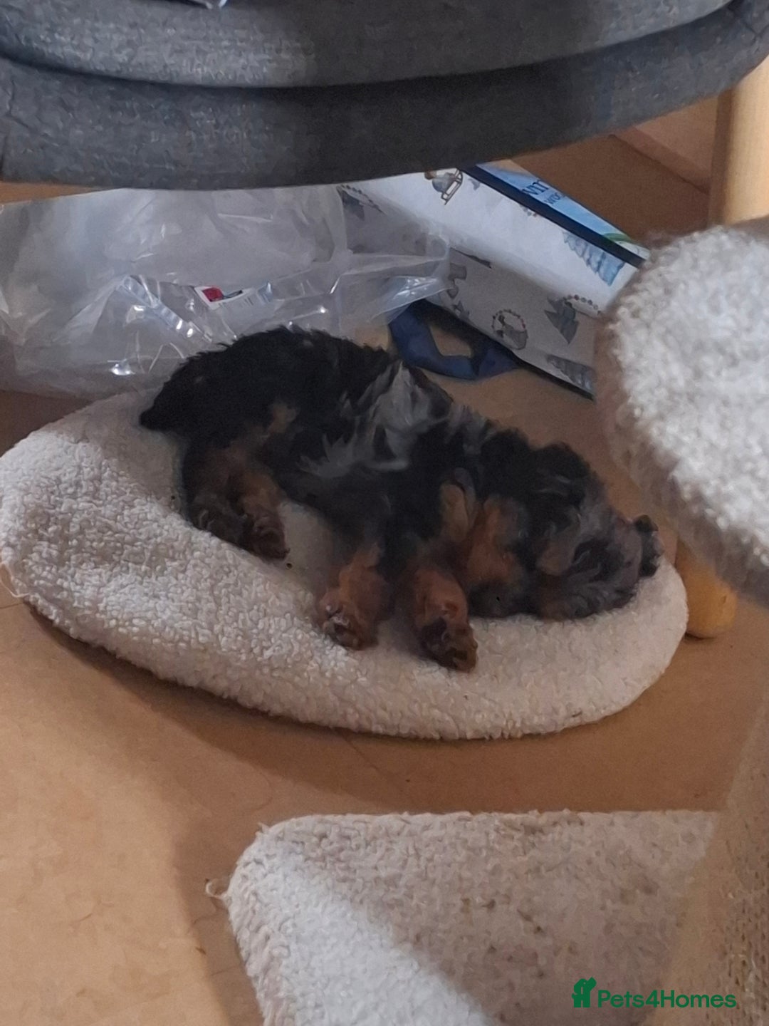 Mixed Breed dogs for sale: F1b health tested Rottiepoo puppies - Advert 17