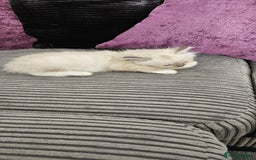 Ragdoll cats for sale: Gorgeous Ragdoll kittens  - Image 11