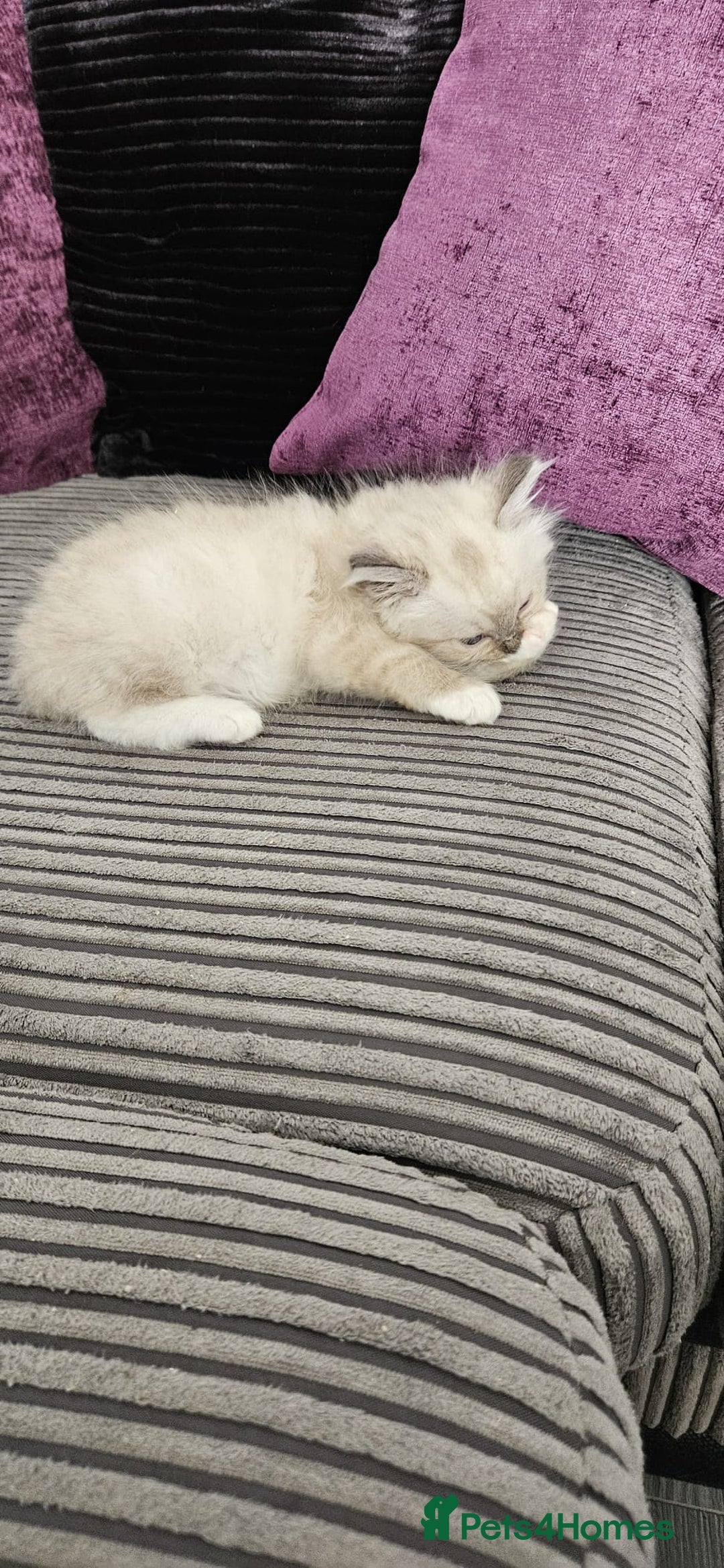 Ragdoll cats for sale: Gorgeous Ragdoll kittens  - Image 11