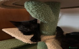 Domestic Shorthair cats for sale: Two black kittens 1xm 1xf - Image 5