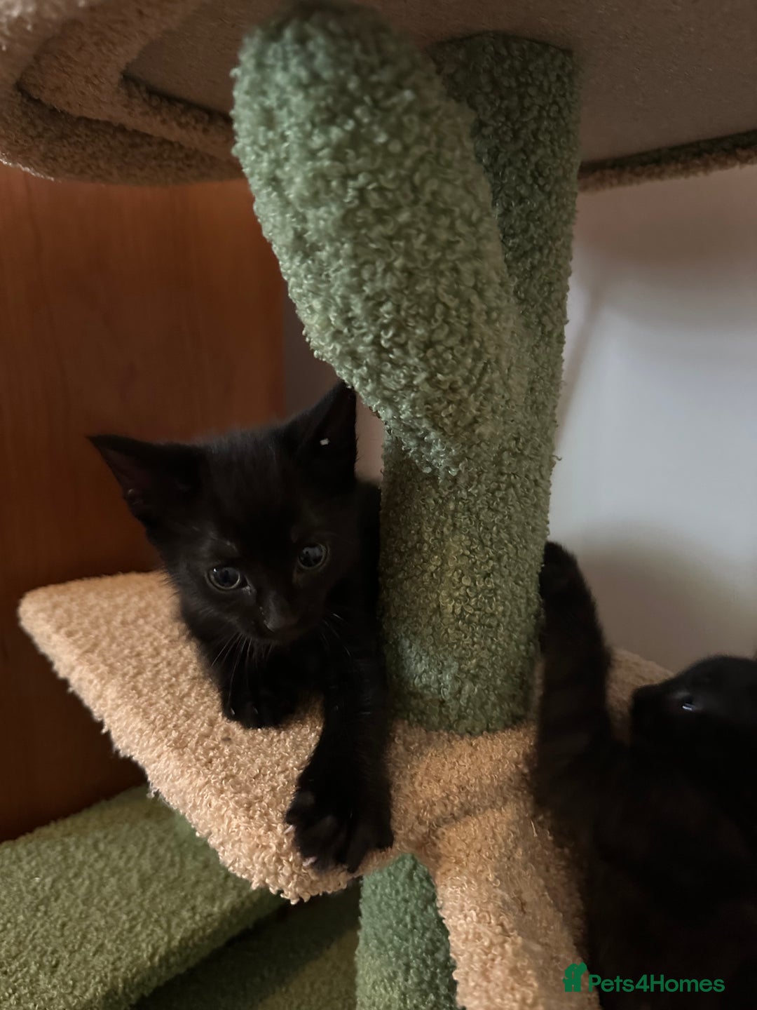 Domestic Shorthair cats for sale: Two black kittens 1xm 1xf - Image 5