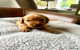 Labrador Retriever dogs for sale: 8 Fox Red/Black Working Labradors - Image 5